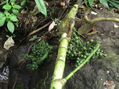 Chamaedorea linearis