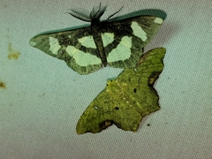 Geometridae