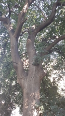 Celtis caucasica