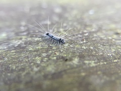 Chrysaeglia magnifica