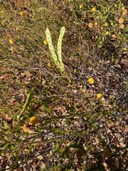 Acacia adoxa subglabra