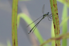 Lestes inaequalis