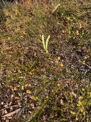 Acacia adoxa subglabra
