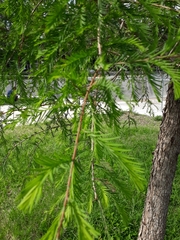Taxodium mucronatum