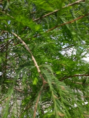Taxodium mucronatum