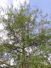 Taxodium mucronatum