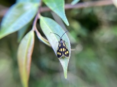 Zeuxippa formosa
