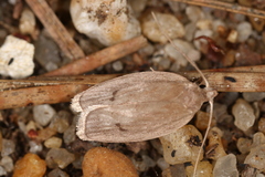 Antaeotricha osseella