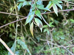 Zeuxippa formosa