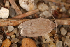 Antaeotricha osseella