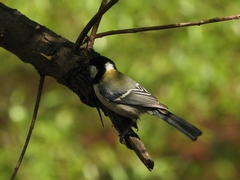 Parus minor