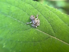 Kurixalus eiffingeri