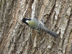 Parus minor