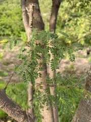 Havardia acatlensis