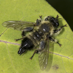 Laphria sacrator