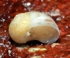 Naticarius alapapilionis