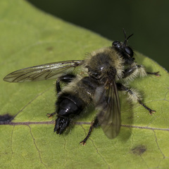 Laphria sacrator