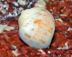 Naticarius alapapilionis