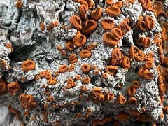 Brigantiaea leucoxantha