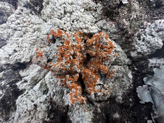 Brigantiaea leucoxantha