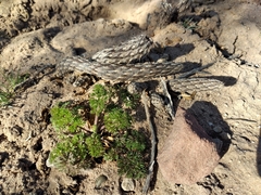 Pterocactus tuberosus