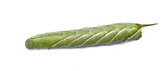 Marumba cristata bukaiana