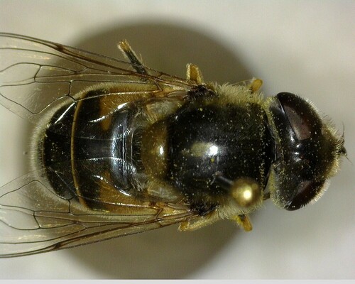 iNaturalist observation photo of Black-footed Drone Fly