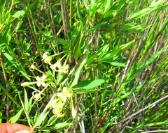 Bouvardia longiflora