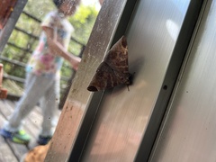 Pindara illibata