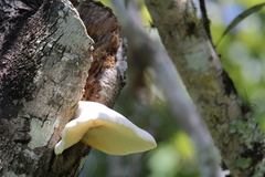 Conchomyces bursiformis