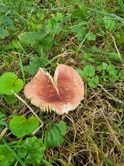 Russula