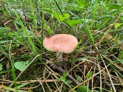 Russula