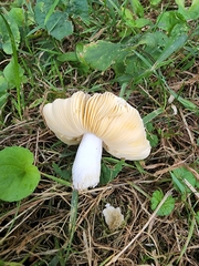 Russula