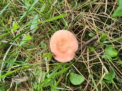 Russula