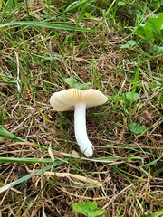 Russula