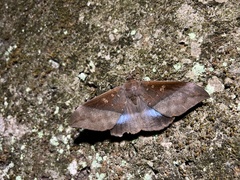 Ischyja ferrifracta
