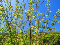 Bouvardia longiflora