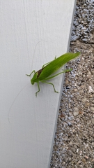 Amblycorypha oblongifolia