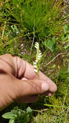 Spiranthes perexilis