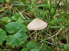 Psathyrella luteopallida