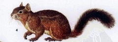 Forrest's Rock Squirrel photo 2