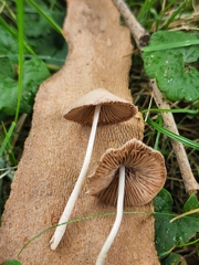 Psathyrella luteopallida