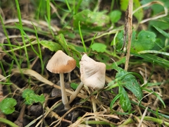 Psathyrella luteopallida