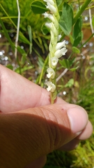 Spiranthes perexilis