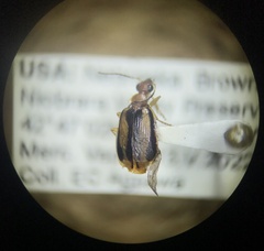 Lebia solea