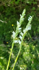 Spiranthes perexilis