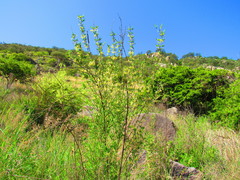 Bouvardia longiflora
