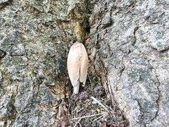 Coprinopsis insignis