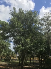 Quercus laurifolia