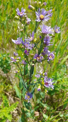 smooth blue aster